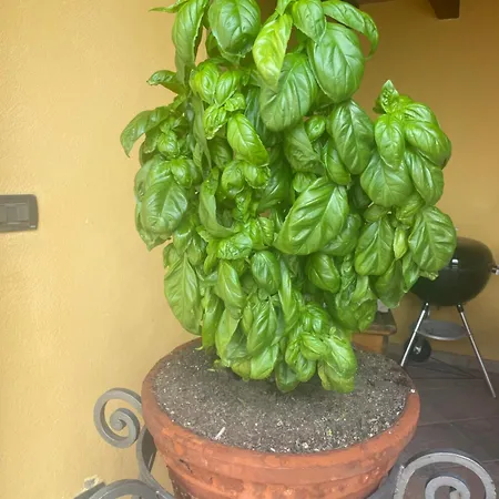 Villa Un Piccolo Castello Medioevale Vicino 5 Terre